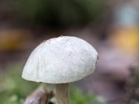 Moos neben kleinem hellen Pilz